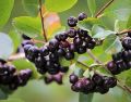 Este aliemento es una verdadera joya entre las frutas silvestres debido a su alto contenido de compuestos fenólicos, que son antioxidantes. Pixabay