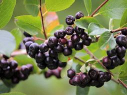 Este aliemento es una verdadera joya entre las frutas silvestres debido a su alto contenido de compuestos fenólicos, que son antioxidantes. Pixabay