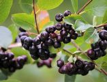 Este aliemento es una verdadera joya entre las frutas silvestres debido a su alto contenido de compuestos fenólicos, que son antioxidantes. Pixabay