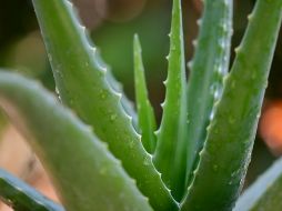 El tomar aloe en jugo puede ser una gran manera de mejorar la circulación, ya que la planta contiene la arginina y el aceman. Unsplash.
