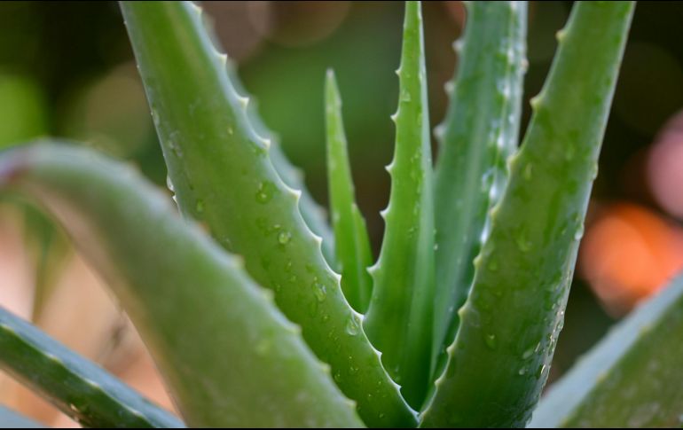 El tomar aloe en jugo puede ser una gran manera de mejorar la circulación, ya que la planta contiene la arginina y el aceman. Unsplash.