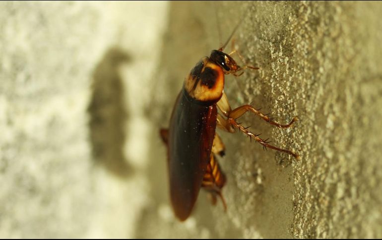 Una de las principales preocupaciones sobre las cucarachas es su capacidad para transmitir enfermedades. EL INFORMADOR/ ARCHIVO