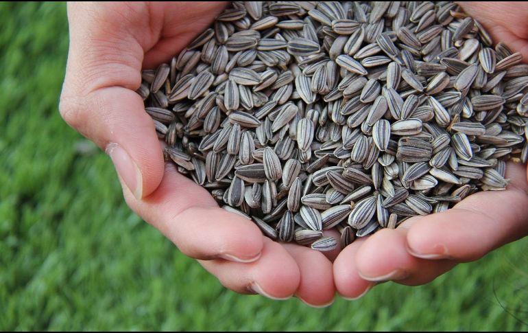 Con tan solo añadir este grano a tu dieta, puedes gozar de buena salud. Pixabay.