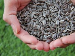 Con tan solo añadir este grano a tu dieta, puedes gozar de buena salud. Pixabay.