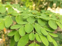 Es importante conocer qué es lo que hace a este alimento tan útil para evitar el envejecimiento prematuro. Pixabay