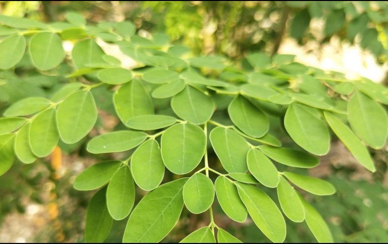 Es importante conocer qué es lo que hace a este alimento tan útil para evitar el envejecimiento prematuro. Pixabay