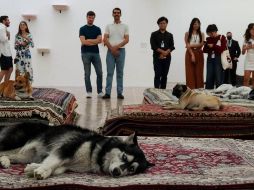 El Museo Tamayo participará en la investigación por parte de la Procuraduría Ambiental y del Ordenamiento Territorial (PAOT) de la Ciudad de México. MUSEO TAMAYO