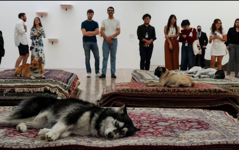 El Museo Tamayo participará en la investigación por parte de la Procuraduría Ambiental y del Ordenamiento Territorial (PAOT) de la Ciudad de México. MUSEO TAMAYO