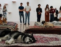 El Museo Tamayo participará en la investigación por parte de la Procuraduría Ambiental y del Ordenamiento Territorial (PAOT) de la Ciudad de México. MUSEO TAMAYO
