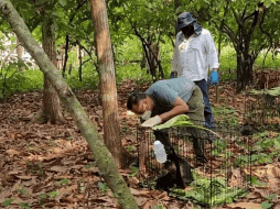 La Profepa recomendó, como parte de la prevención, colocar cubetas o botes de agua fresca y frutos limpios y desinfectados en los árboles. ESPECIAL / PROFEPA