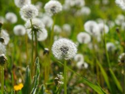 La microbiota intestinal, también conocida como flora intestinal, es un conjunto de bacterias que conviven juntas en el intestino de las personas. Pixabay.