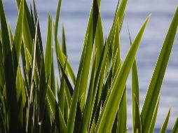 La planta de té de limón se puede cultivar en casa. ESPECIAL / Foto de Machteld Vermeer en Unsplash