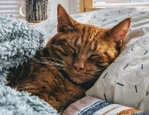 Es más común que a las personas les guste más tener perros que gatos en sus vidas, pero no se trata más que de estigmas. UNSPLASH/ModCatShop
