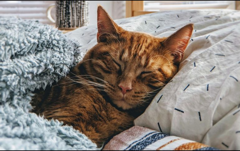 Es más común que a las personas les guste más tener perros que gatos en sus vidas, pero no se trata más que de estigmas. UNSPLASH/ModCatShop