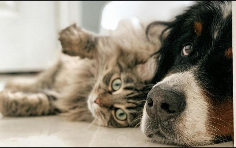 La temperatura de los perros y los gatos puede subir por el calor llegando a ser mortal. UNSPLASH / L. Poitras