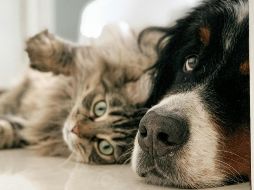 La temperatura de los perros y los gatos puede subir por el calor llegando a ser mortal. UNSPLASH / L. Poitras