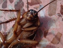 Las altas temperaturas y humedad colaboran con el ciclo vital de las cucarachas. ESPECIAL / Imagen de Dirk (Beeki) Schumacher en Pixabay
