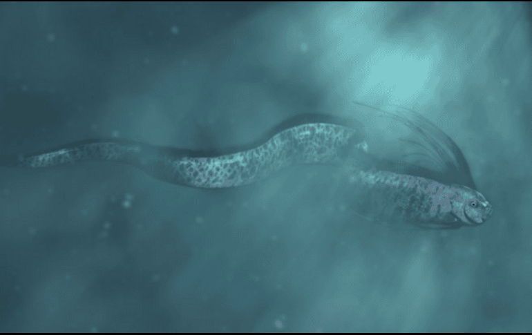Los mitos populares aseguran que este pez solo aparece cuando un terremoto está a punto de ocurrir. ESPACIAL/Getty Images