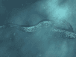 Los mitos populares aseguran que este pez solo aparece cuando un terremoto está a punto de ocurrir. ESPACIAL/Getty Images