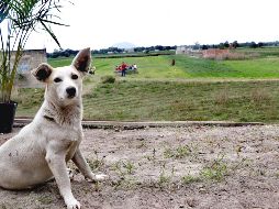 La diputada planteó reformar el Código Penal Federal. SUN/ ARCHIVO