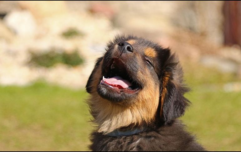 Buscar alternativas de agua natural para mantener a tu perro hidratado es bueno, siempre y cuando elijas opciones que no pongan en riesgo su salud. Pixabay.