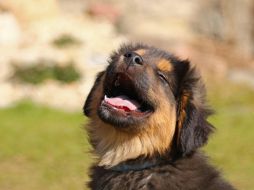 Buscar alternativas de agua natural para mantener a tu perro hidratado es bueno, siempre y cuando elijas opciones que no pongan en riesgo su salud. Pixabay.