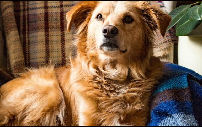 ¿Alguna vez te has preguntado porque tu mascota se tiende sobre tu ropa? Aquí te lo explicamos. UNSPLASH/ ditakesphotos