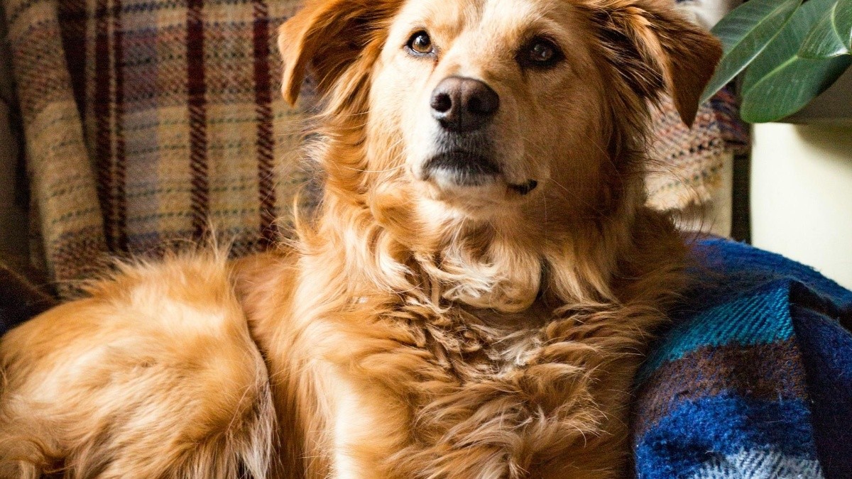 por qué a los perros les gusta acostarse sobre tu ropa