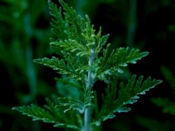 Por otro lado, su aplicación tópica de esta planta en forma de baños de infusión puede eliminar hongos en la piel, mostrando así su versatilidad. Pixabay.