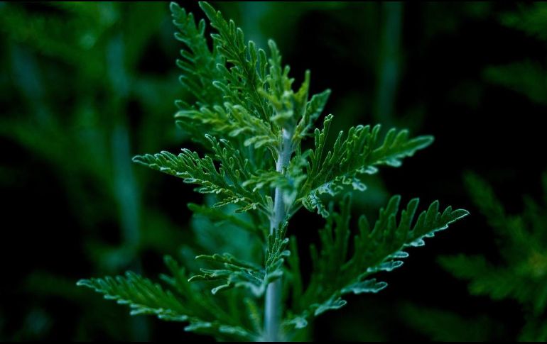 Por otro lado, su aplicación tópica de esta planta en forma de baños de infusión puede eliminar hongos en la piel, mostrando así su versatilidad. Pixabay.