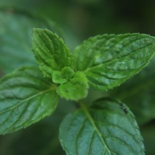 La exquisita hierba natural para bajar la fiebre
