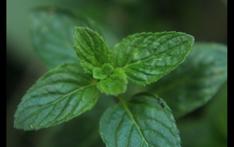 El consumo de la infusión de menta colabora con nuestra digestión. Unsplash