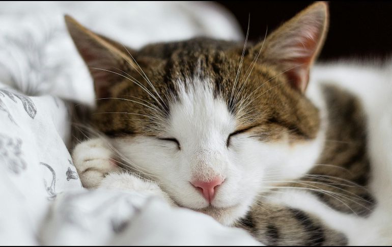 Si tienes inquietudes sobre los patrones de sueño de tu gato, no olvides que puedes consultar a tu veterinario de confianza para obtener orientación adecuada. ESPECIAL / Foto de Alexandru Zdrobău en Unsplash