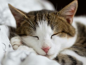 Si tienes inquietudes sobre los patrones de sueño de tu gato, no olvides que puedes consultar a tu veterinario de confianza para obtener orientación adecuada. ESPECIAL / Foto de Alexandru Zdrobău en Unsplash