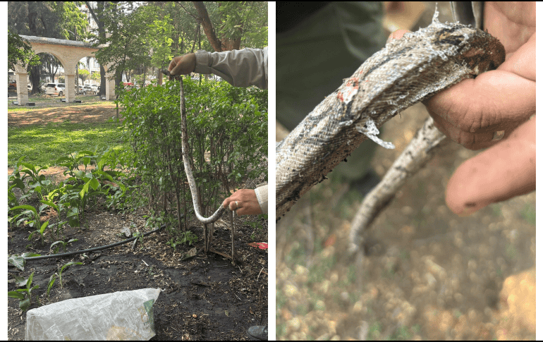 Las autoridades piden denunciar  la posesión de fauna silvestre para evitar el maltrato animal. ESPECIAL