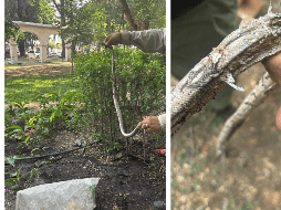Las autoridades piden denunciar  la posesión de fauna silvestre para evitar el maltrato animal. ESPECIAL