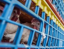 El 23 de mayo, autoridades de salud mexicanas informaron a la OMS sobre el caso confirmado de infección humana por el virus de la influenza aviar A(H5N2). EL INFORMADOR/ ARCHIVO.