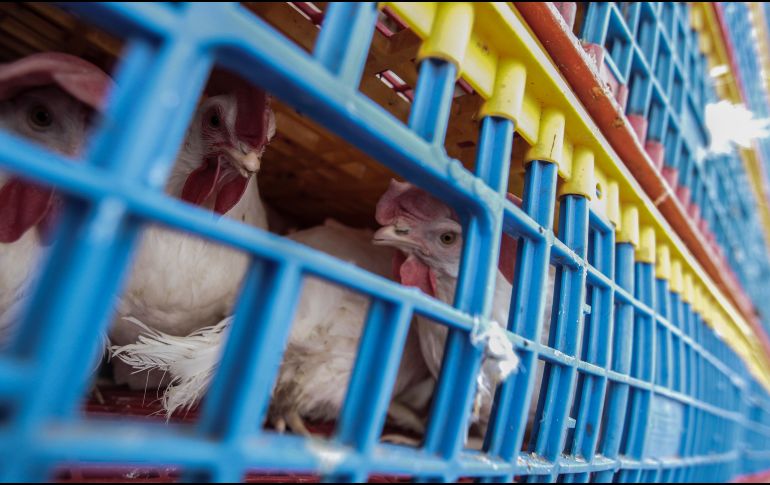 El 23 de mayo, autoridades de salud mexicanas informaron a la OMS sobre el caso confirmado de infección humana por el virus de la influenza aviar A(H5N2). EL INFORMADOR/ ARCHIVO.