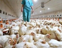 Un laboratorio de México confirmó este miércoles el primer contagio humano y muerte registrado en el mundo. EFE / ARCHIVO