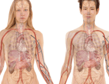 El descubrimiento de estas células podría ser de gran interés para toda la comunidad científica. ESPECIAL/Fotos de Gerd Altmann en Pixabay