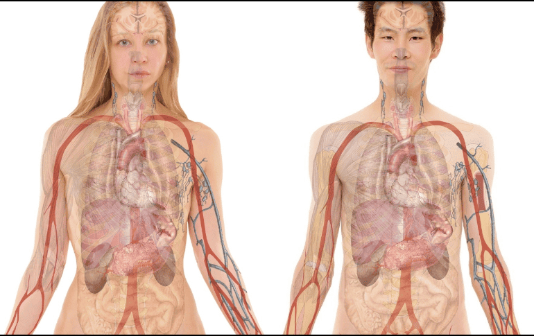 El descubrimiento de estas células podría ser de gran interés para toda la comunidad científica. ESPECIAL/Fotos de Gerd Altmann en Pixabay