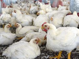 La primera muerte en México por gripe aviar es por una enfermedad causada por el virus de la gripe tipo A, cuyo subtipo es el H5N2. EL INFORMADOR/ ARCHIVO.
