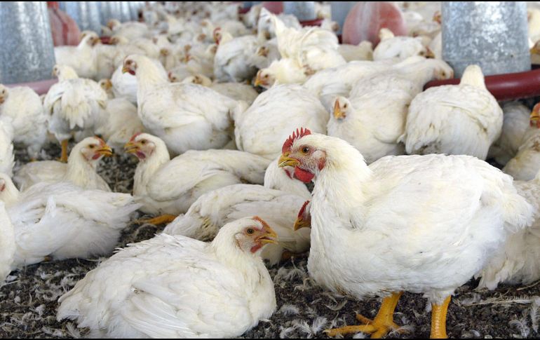 La primera muerte en México por gripe aviar es por una enfermedad causada por el virus de la gripe tipo A, cuyo subtipo es el H5N2. EL INFORMADOR/ ARCHIVO.