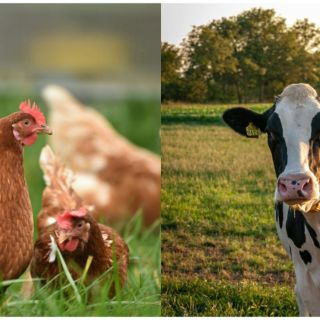 Un hombre en México falleció por un tipo de gripe aviar, pero en EU siguen centrados en otro