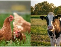 Este año, esa gripe fue detectada en granjas lecheras de Estados Unidos. ESPECIAL