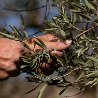 Cambio climático amenaza las reservas de aceite de oliva en la cuenca mediterránea