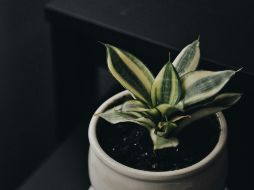 El consumo de la lengua de suegra para aprovechar sus beneficios medicinales puede realizarse a través de una infusión. ESPECIAL / Foto de nina . en Unsplash