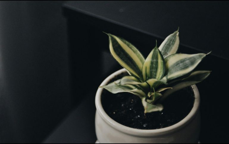 El consumo de la lengua de suegra para aprovechar sus beneficios medicinales puede realizarse a través de una infusión. ESPECIAL / Foto de nina . en Unsplash