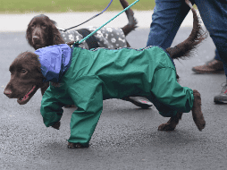 Los perros poseen una audición excepcionalmente aguda que les permite captar una amplia gama de sonidos inaudibles para los humanos. AP / ARCHIVO