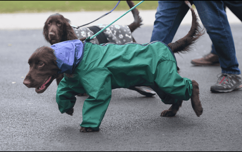 Los perros poseen una audición excepcionalmente aguda que les permite captar una amplia gama de sonidos inaudibles para los humanos. AP / ARCHIVO